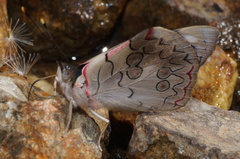 Diaethria pandama