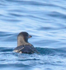 Cerorhinca monocerata