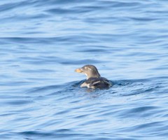 Cerorhinca monocerata