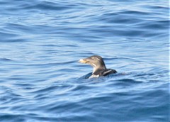 Cerorhinca monocerata