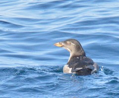 Cerorhinca monocerata