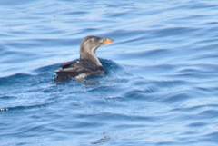 Cerorhinca monocerata