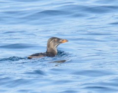 Cerorhinca monocerata