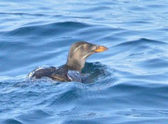 Cerorhinca monocerata