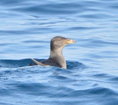 Cerorhinca monocerata