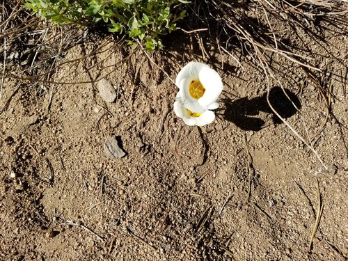 Leichtlin's Mariposa Lily (Calochortus leichtlinii)