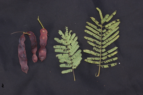 Red Cutch Tree (Senegalia chundra)
