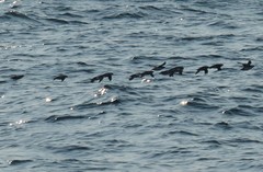 Synthliboramphus antiquus