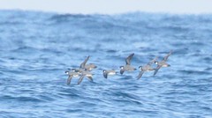 Synthliboramphus antiquus