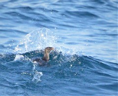 Cerorhinca monocerata