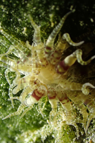 Boloceroides mcmurrichi, 2026-01-05
