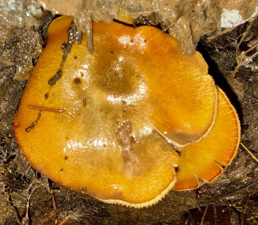 Omphalotus olivascens · January 2026 · photo: © hllrnnr (iNaturalist, cc0)