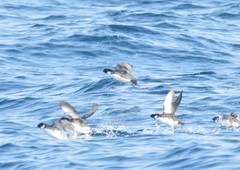 Synthliboramphus antiquus