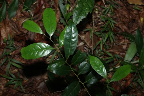 MaDonald's laurel (Cryptocarya macdonaldii)