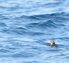 Cerorhinca monocerata