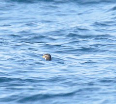 Cerorhinca monocerata