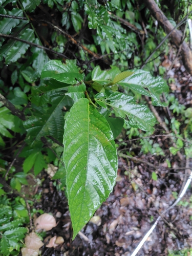 Milk Tree (Ficus benguetensis)