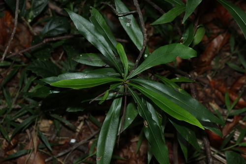 Dugula (Planchonella chartacea)