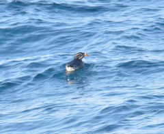 Cerorhinca monocerata