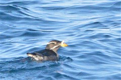 Cerorhinca monocerata