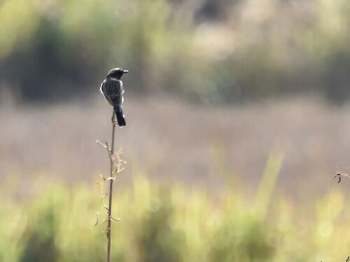 Amur Stonechat
