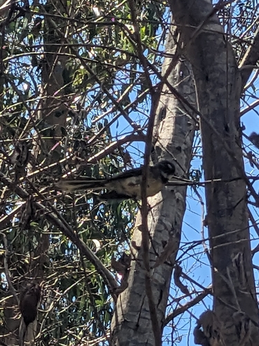 Grey Fantail (Rhipidura albiscapa), photo 6