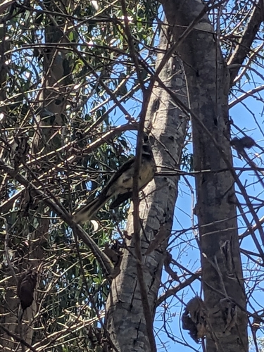 Grey Fantail (Rhipidura albiscapa), photo 7