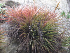 Tillandsia rodrigueziana