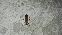 Dysdercus bimaculatus