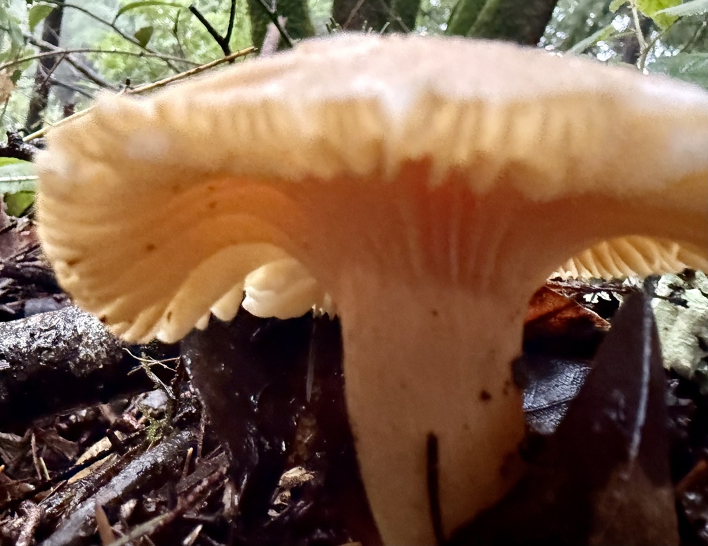 Cuphophyllus pratensis · January 2026 · photo: © hllrnnr (iNaturalist, cc0)