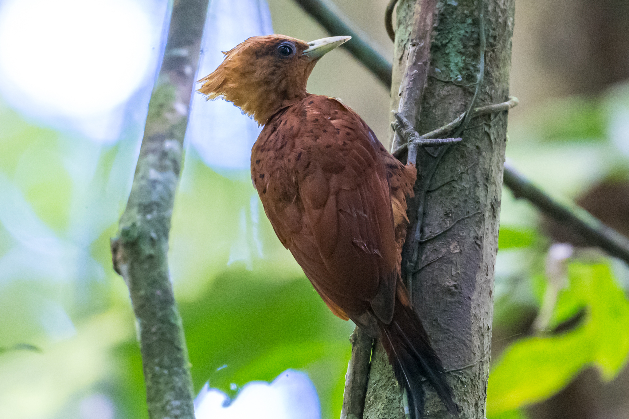 Chestnut-colored Woodpecker (Celeus castaneus), photo 3