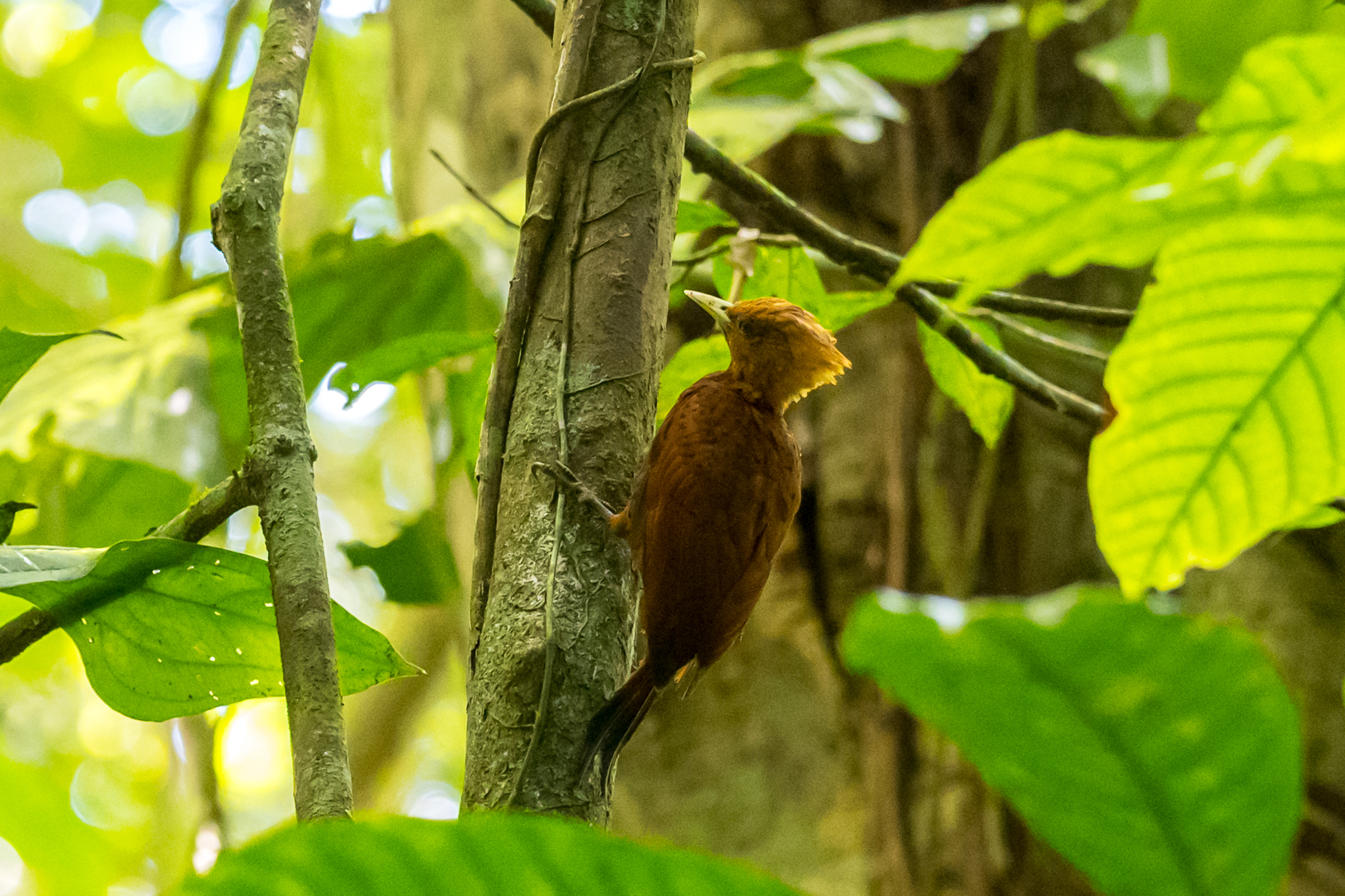 Chestnut-colored Woodpecker (Celeus castaneus), photo 4