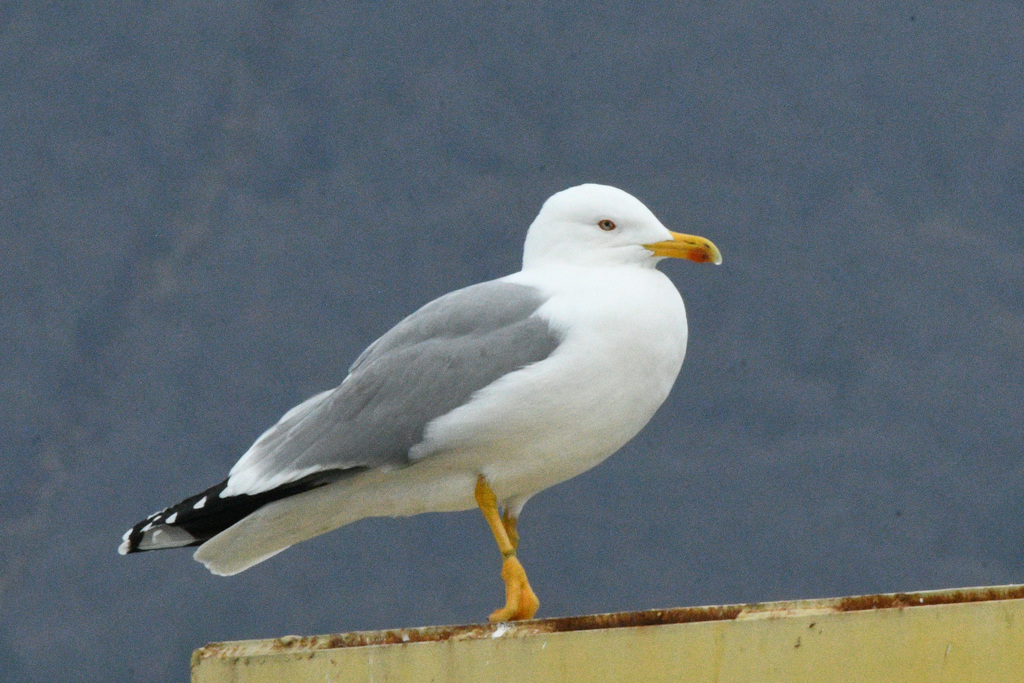 Gull Jan Rind Yellow-legged Gull in January 2026 by Мария · iNaturalist