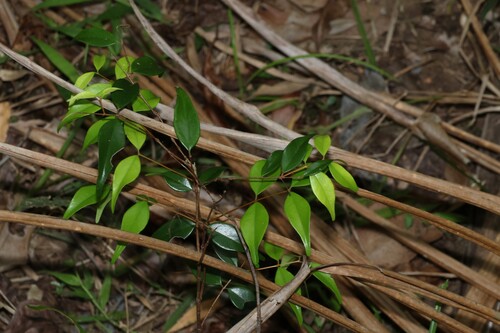Syzygium luehmannii, photograph 5