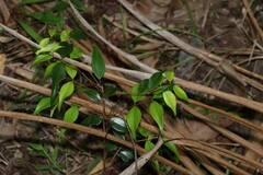 (c) Greg Tasney, some rights reserved (CC BY-SA) Syzygium luehmannii, photograph (c) Greg Tasney, some rights reserved (CC BY-SA)
