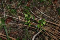 Syzygium luehmannii, photograph (c) Greg Tasney, some rights reserved (CC BY-SA)