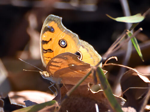Peacock Pansy
