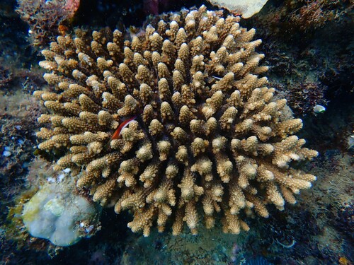 Acropora samoensis observed 2025-12-19