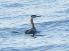 Podiceps grisegena
