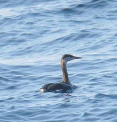 Podiceps grisegena
