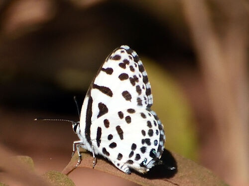 Common Pierrot