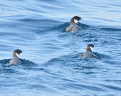 Synthliboramphus antiquus