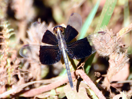 Pied Paddy Skimmer