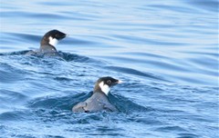 Synthliboramphus antiquus