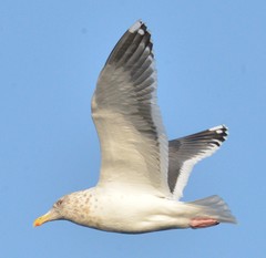 Larus