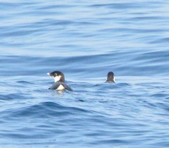 Synthliboramphus antiquus