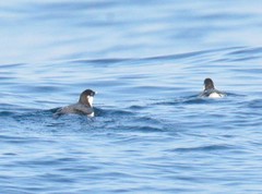 Synthliboramphus antiquus