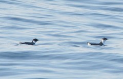 Synthliboramphus antiquus