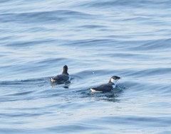 Synthliboramphus antiquus