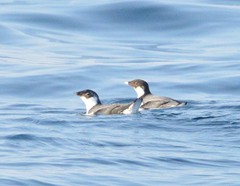 Synthliboramphus antiquus